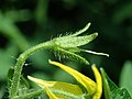 Solanum lycopersicum var. cerasiforme 2019-08-11 3898.jpg