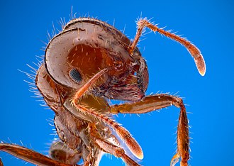 Solenopsis invicta Solenopsis invicta1.jpg