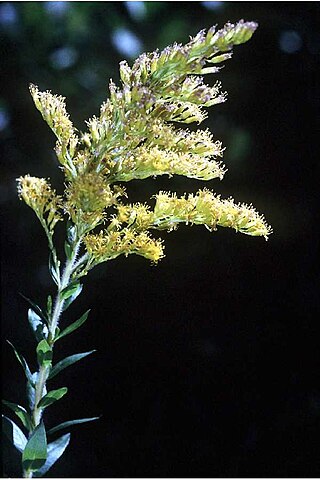 <i>Solidago fistulosa</i> Species of plant