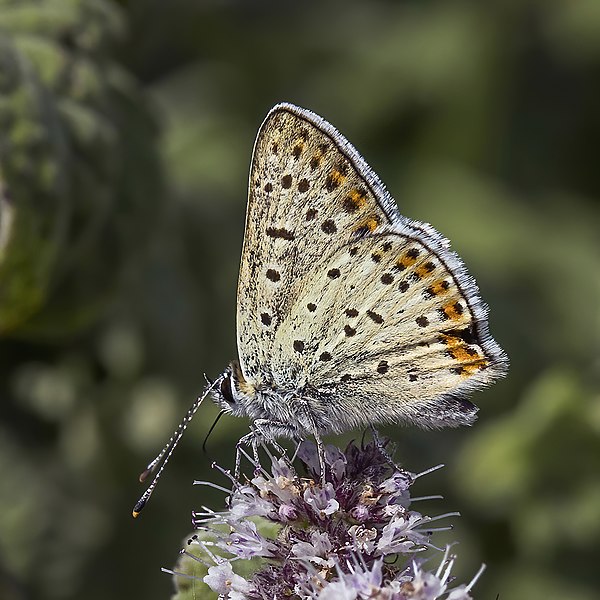 File:Sooty copper (Lycaena tityrus) male underside Zarnesti.jpg