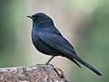 Southern Black-Flycatcher (Melaenornis pammelaina).jpg