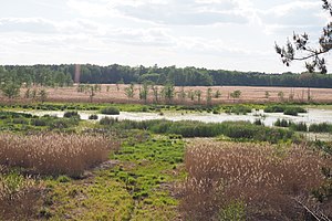 Naturschutzgebiet Spannteich Knappenrode (Mai 2020)