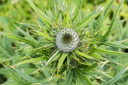 Cirsium vulgare (Spear Thistle)