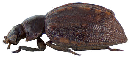 Spercheus senegalensis Laporte de Castelnau 1832 (9537678637).png