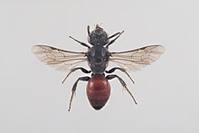 Sphecodes pellucidus.jpg 