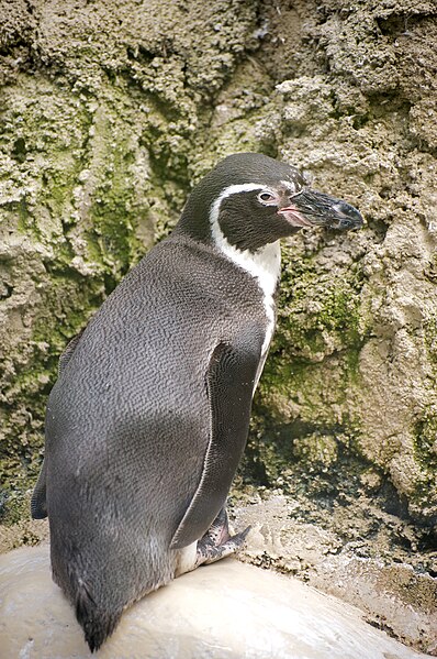 File:Spheniscus humboldti -Munich Zoo-8.jpg