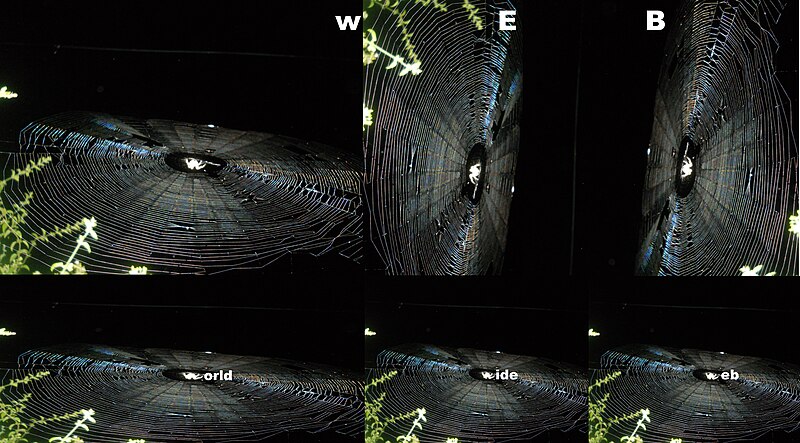 File:Spider Web to World Wide Web (YS).jpg