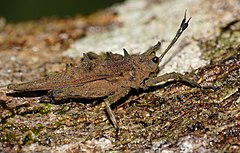 Spiky Grouse Locust (Discotettix belzebuth) (23074185173).jpg