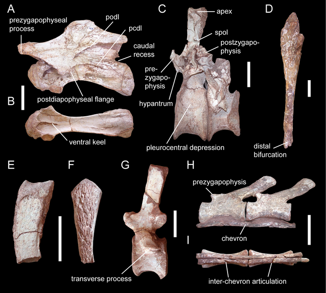 File:Spinophorosaurus vertebrae.png