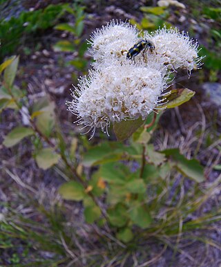 <i>Spiraea lucida</i> Species of plant