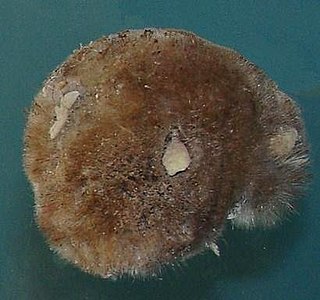 Polymastiidae Family of sponges