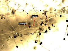 Sporangia Myceliun.jpg