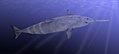 Squalodon Um cetáceo Comprimento: 3 m