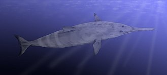 Life restoration of the Oligocene-Miocene shark-toothed dolphin Squalodon Squalodon BW.jpg