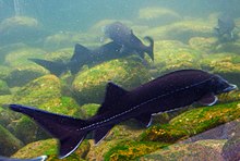 Sturgeon farm in Frutigen Stor Frutigen.JPG