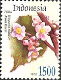 Vignette pour Begonia robusta