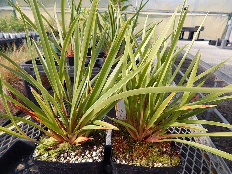 File:Starr-140528-0568-Dianella sandwicensis-potted plant different form-RM Greenhouse HNP-Maui (24615930373).jpg