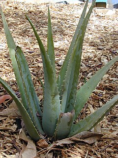 ʻAloe