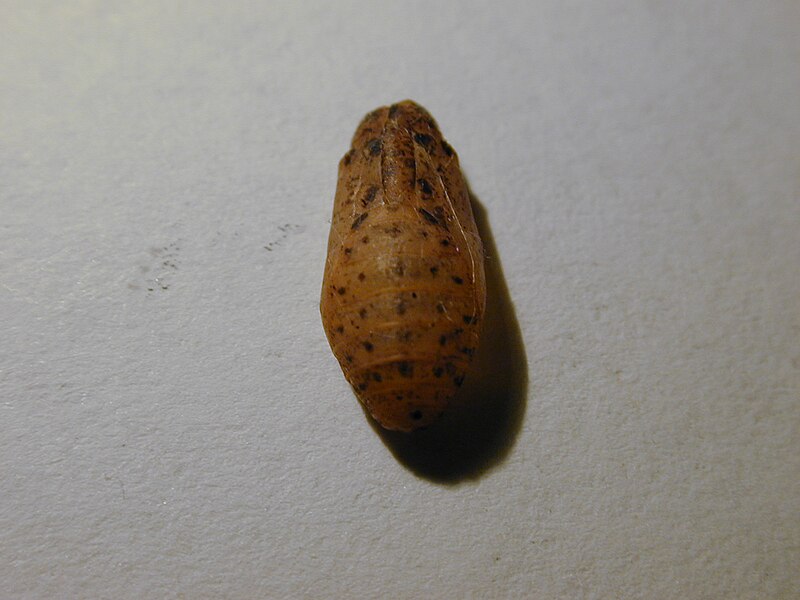 File:Starr 020412-0006 Canavalia pubescens.jpg