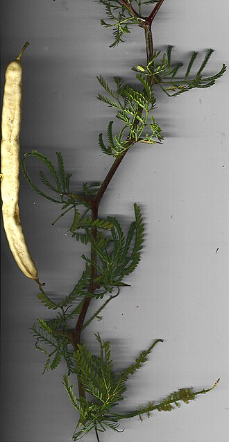 Prosopis pallida branch and seed pod Starr 021217-9001 Prosopis pallida.jpg