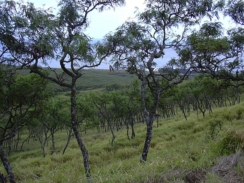 File:Starr 040514-0217 Leucaena leucocephala.jpg