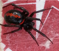 Miniatura para Steatoda paykulliana