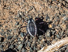 Coccinelles du désert du Namib, Stenocara gracilipes.