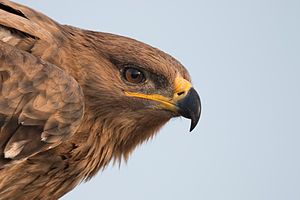 Stepes Ērglis: Izplatība, Izskats, Uzvedība un barība