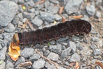 Straight-toothed Sallow caterpillar - Eupsilia vinulenta, Huntley Meadows Park, Alexandria, Virginia.jpg