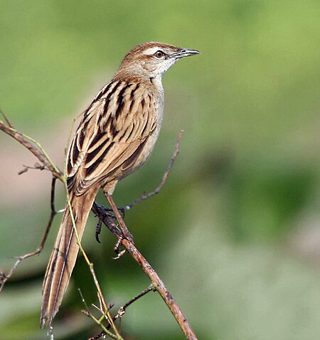 Striated Grassbird (Megalurus palustris) in Kolkata W IMG 3399.jpg