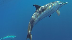 Striped dolphin 17.jpg