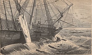 Whalers stripping blubber from a whale