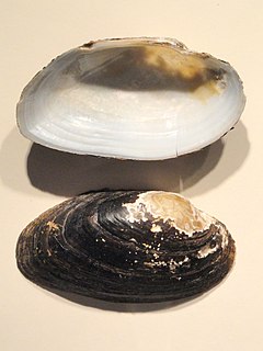 <i>Strophitus undulatus</i> species of mollusc