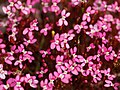 Stylidium roseo-alatum pink-wing triggerplant