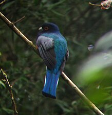 Trogon surucua près de Puerto Iguazú dans la province de Misiones en 2010.