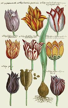 farbige Zeichnung neun unterschiedlicher Tulpen und einer Zwiebel