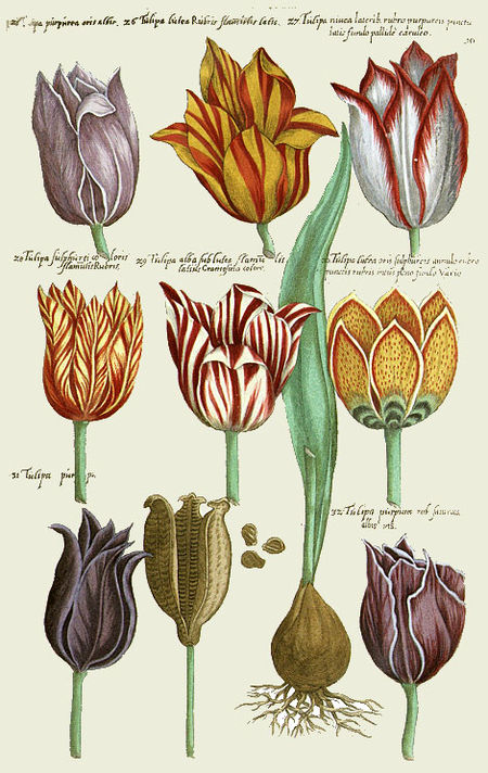 Tập_tin:Sweerts_Florilegium_1647_Plate_10.jpg