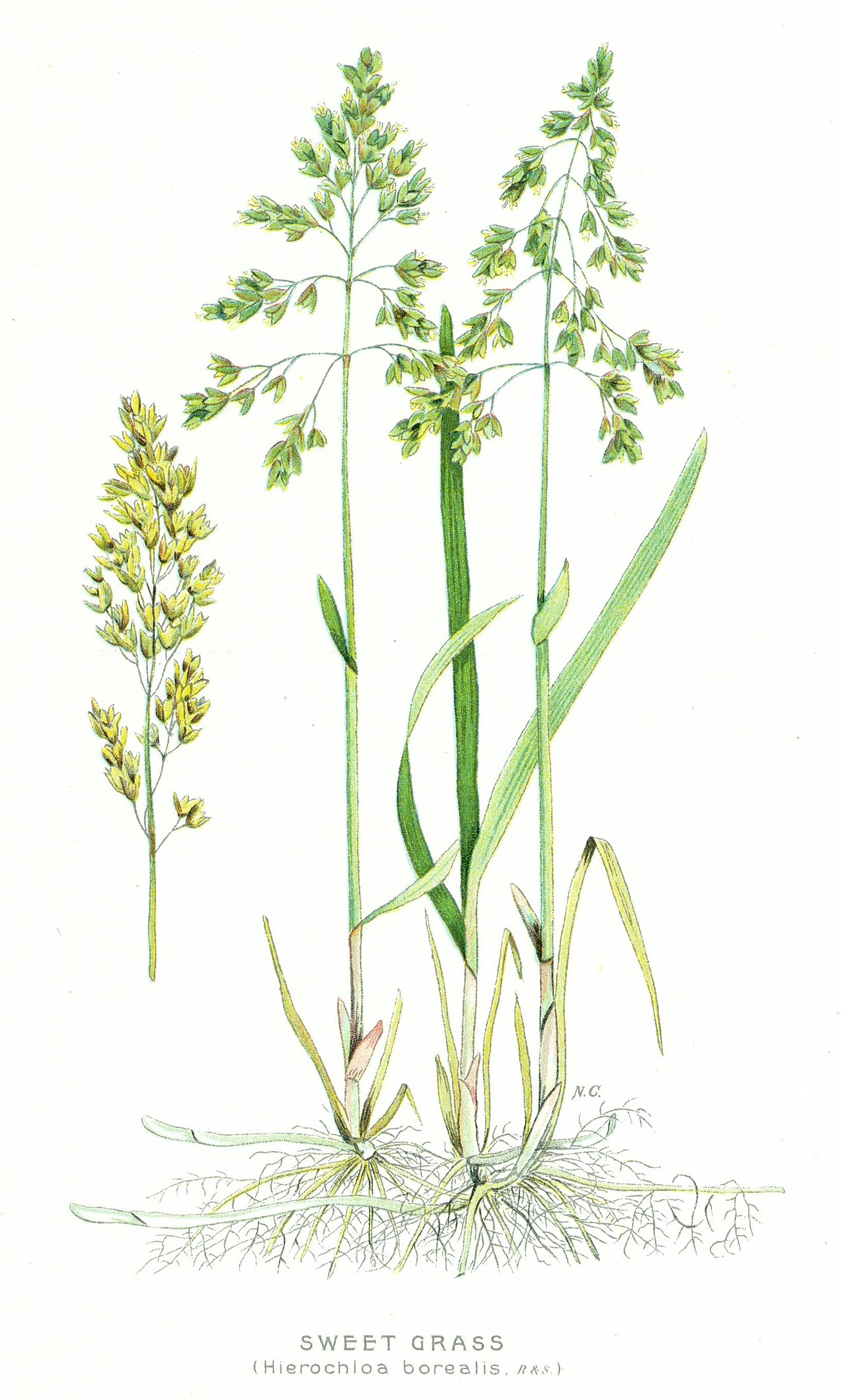 Hierochloe odorata