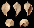 * Nomination Shell of an Eocene gastropod, Sycostoma bulbiforme --Llez 09:05, 14 December 2011 (UTC) * Promotion Good quality. --Taxiarchos228 10:03, 14 December 2011 (UTC)