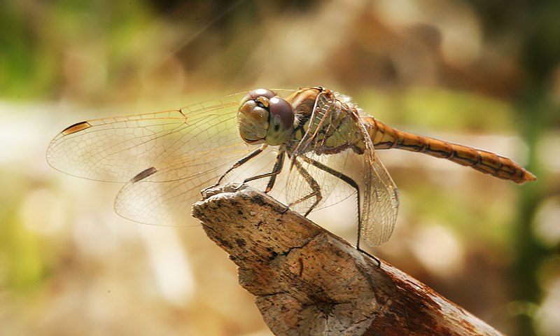 File:Sympetrum vulgatum.jpg