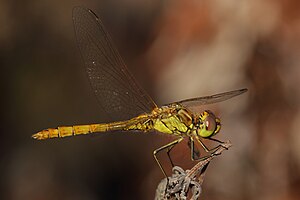 R1 vote: 79 Sympetrum vulgatum - Eisenstadt 3.jpg