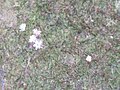 Flores de Symplocos stawellii en el piso del bosque, Nueva Gales del Sur, Australia