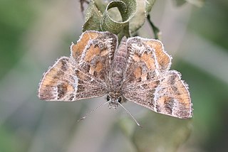 <i>Systasea pulverulenta</i> Species of butterfly