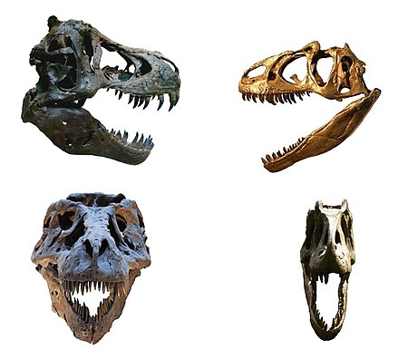Tập_tin:T._rex_versus_A._fragilis_skulls.jpg