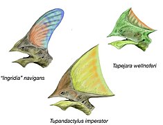 Tapejara et Tupandactylus