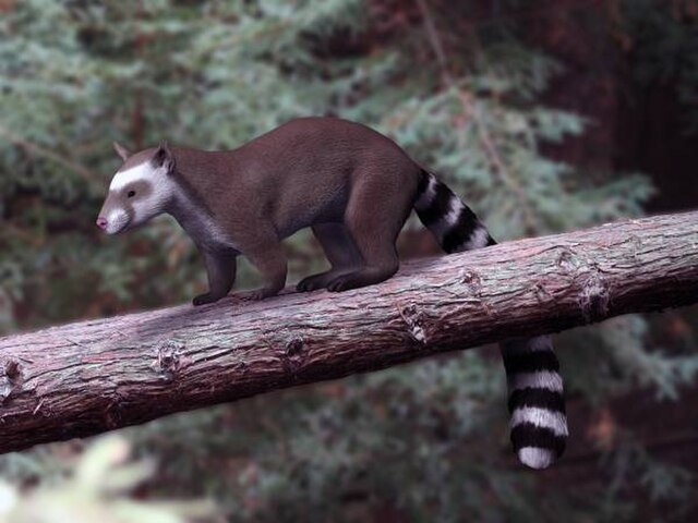 Life reconstruction of Tapocyon robustus, a species of miacid