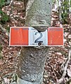 Route marker on an overgrown tree