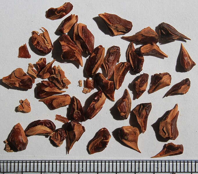 File:Taxodium distichum seeds, by Omar Hoftun.jpg