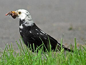 Turdus Merula: Generalidades, Morfología, Comportamiento