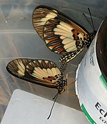 Telchinia cabira mating 23 07 2010.JPG